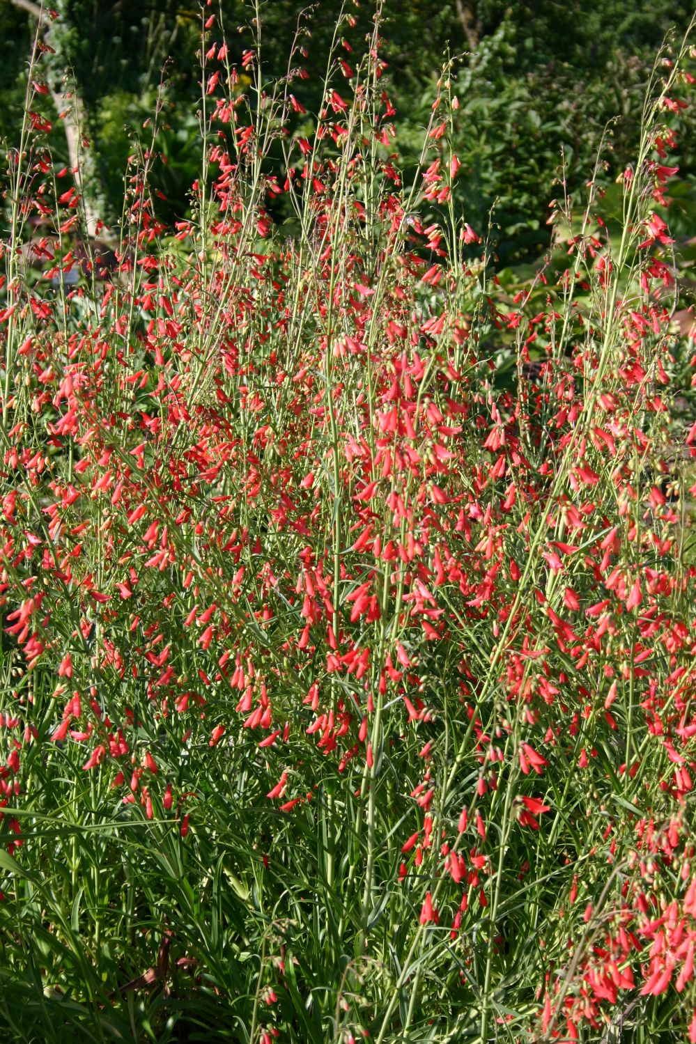 Penstemon 'Chica' (Bartfaden) Penstemon 'Chica' (Bartfaden)