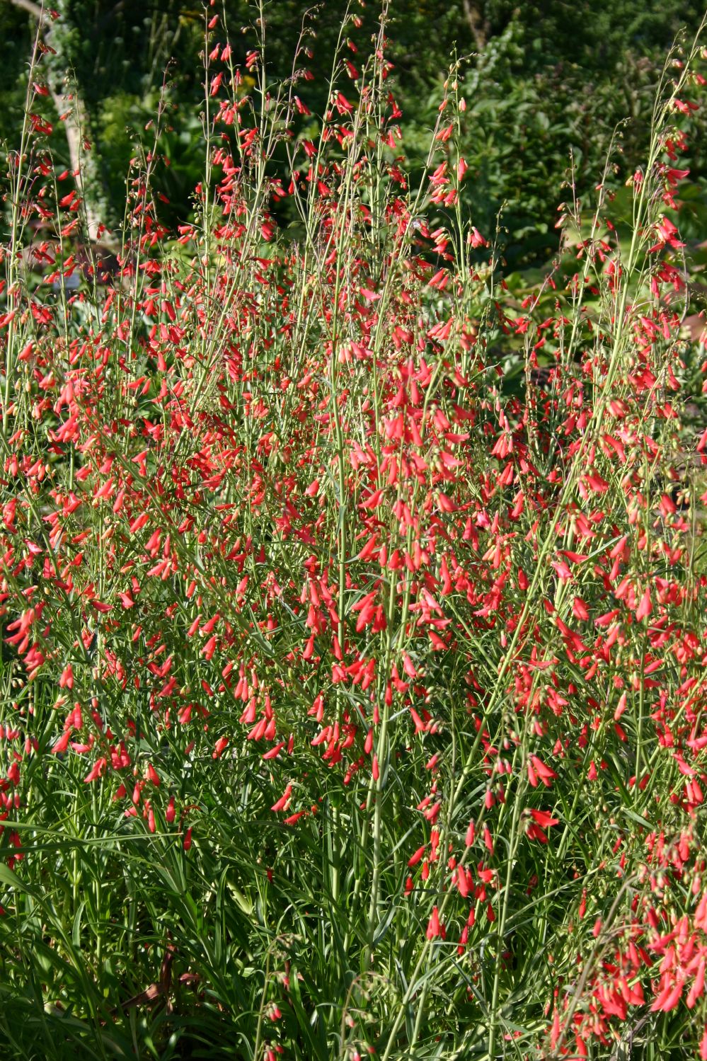 Penstemon 'Chica' (Bartfaden)