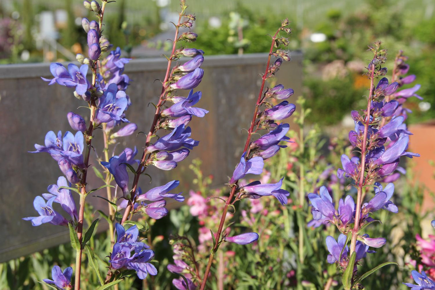 Penstemon heterophyllus 'Züriblau' (Bartfaden)