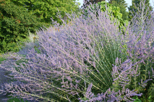 Perovskia x superba Blauraute