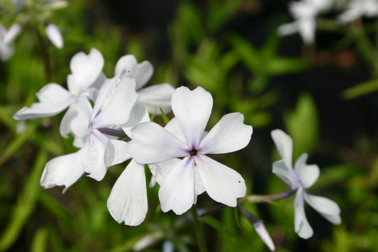 Phlox divaricata 'May Breeze' Flammenblume | Waldphlox