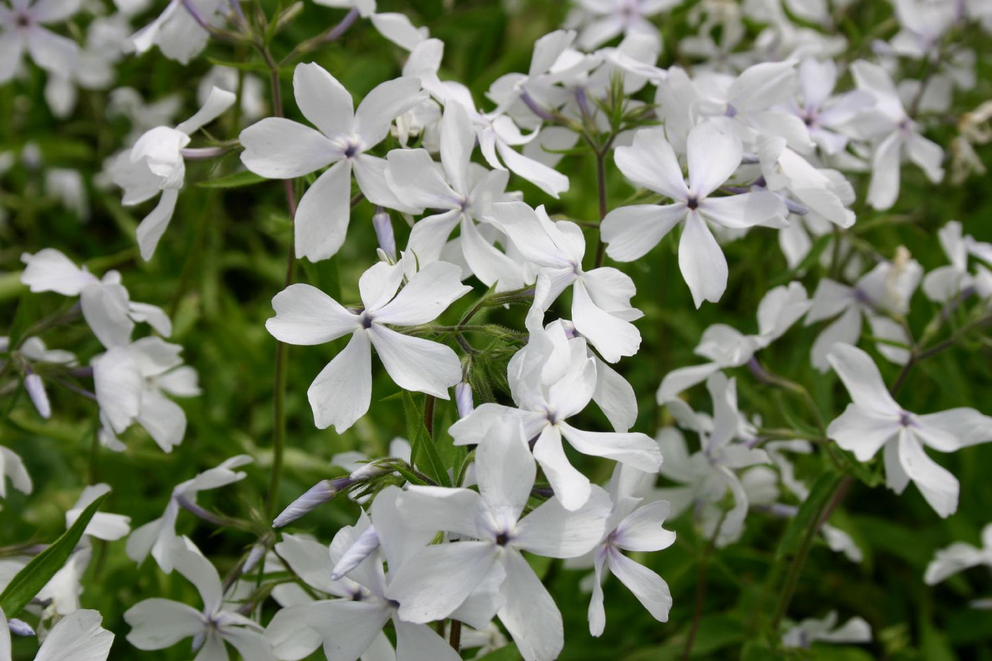 Phlox divaricata 'May Breeze' (Flammenblume | Waldphlox)
