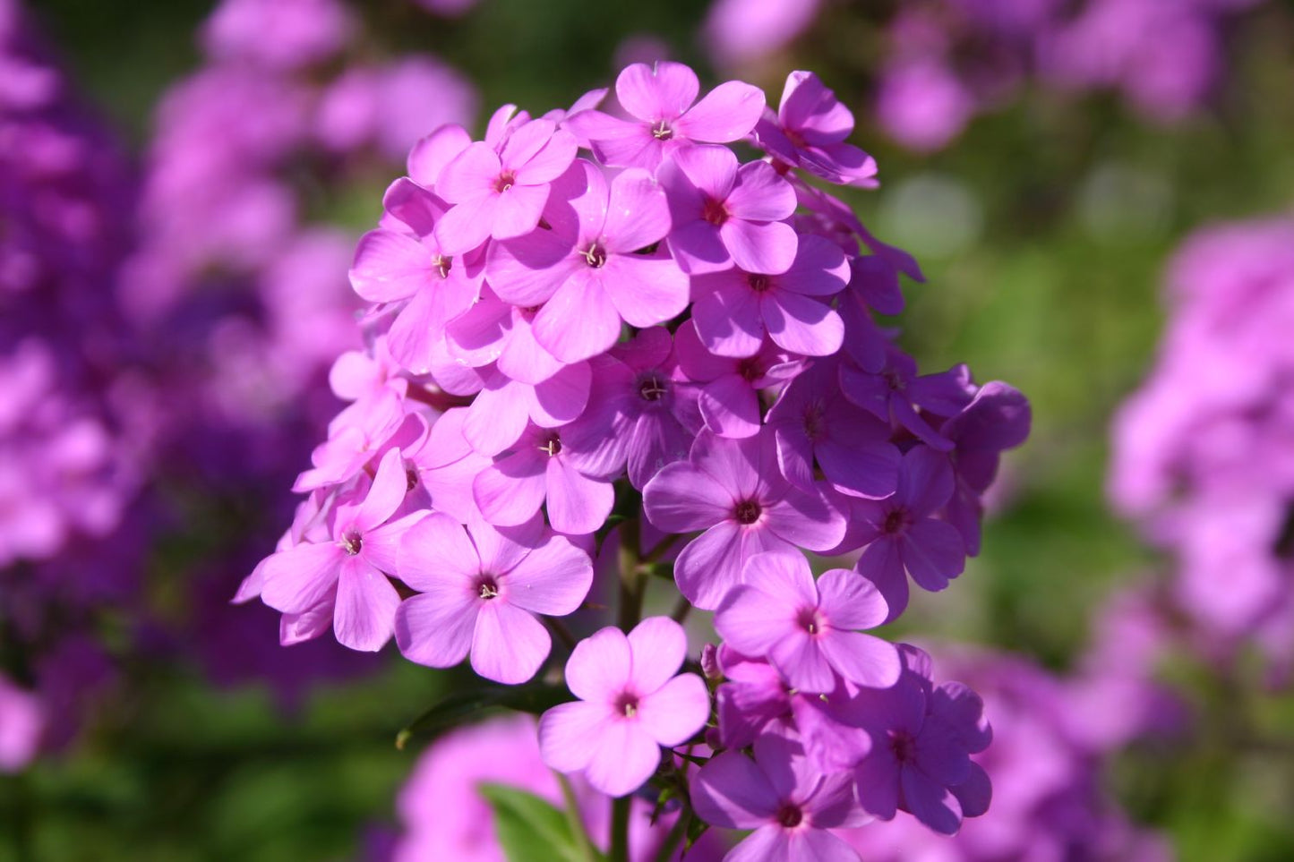 Phlox paniculata 'Hesperis' Flammenblume