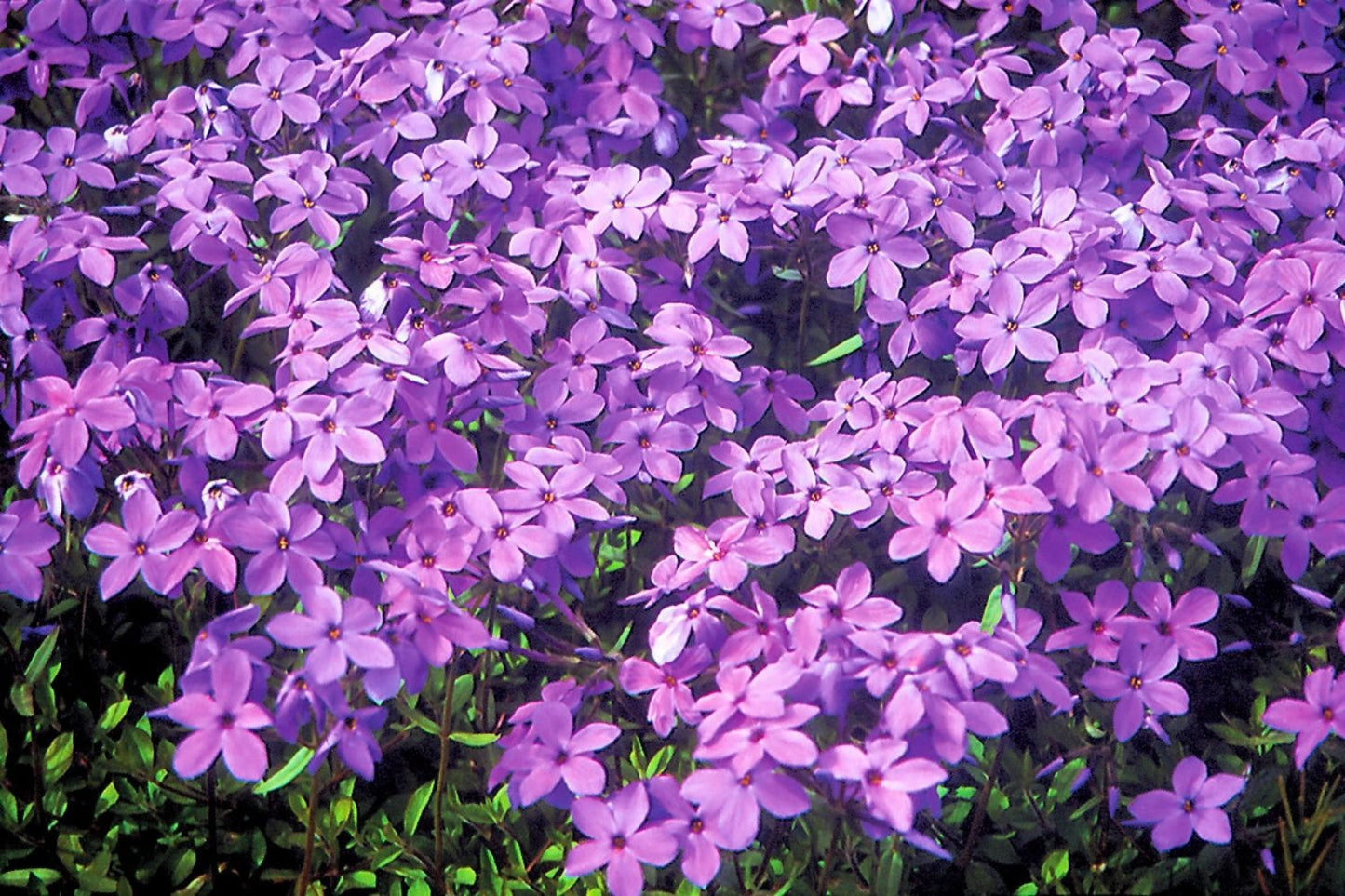 Phlox stolonifera 'Purpurea' Kanadische Flammenblume