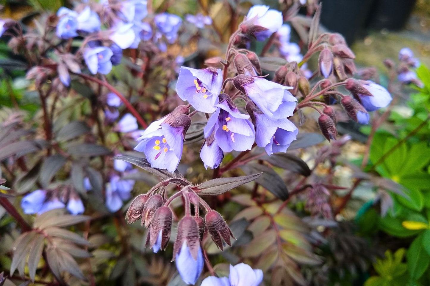 Polemonium yezoense 'Purple Rain Strain' Jakobsleiter