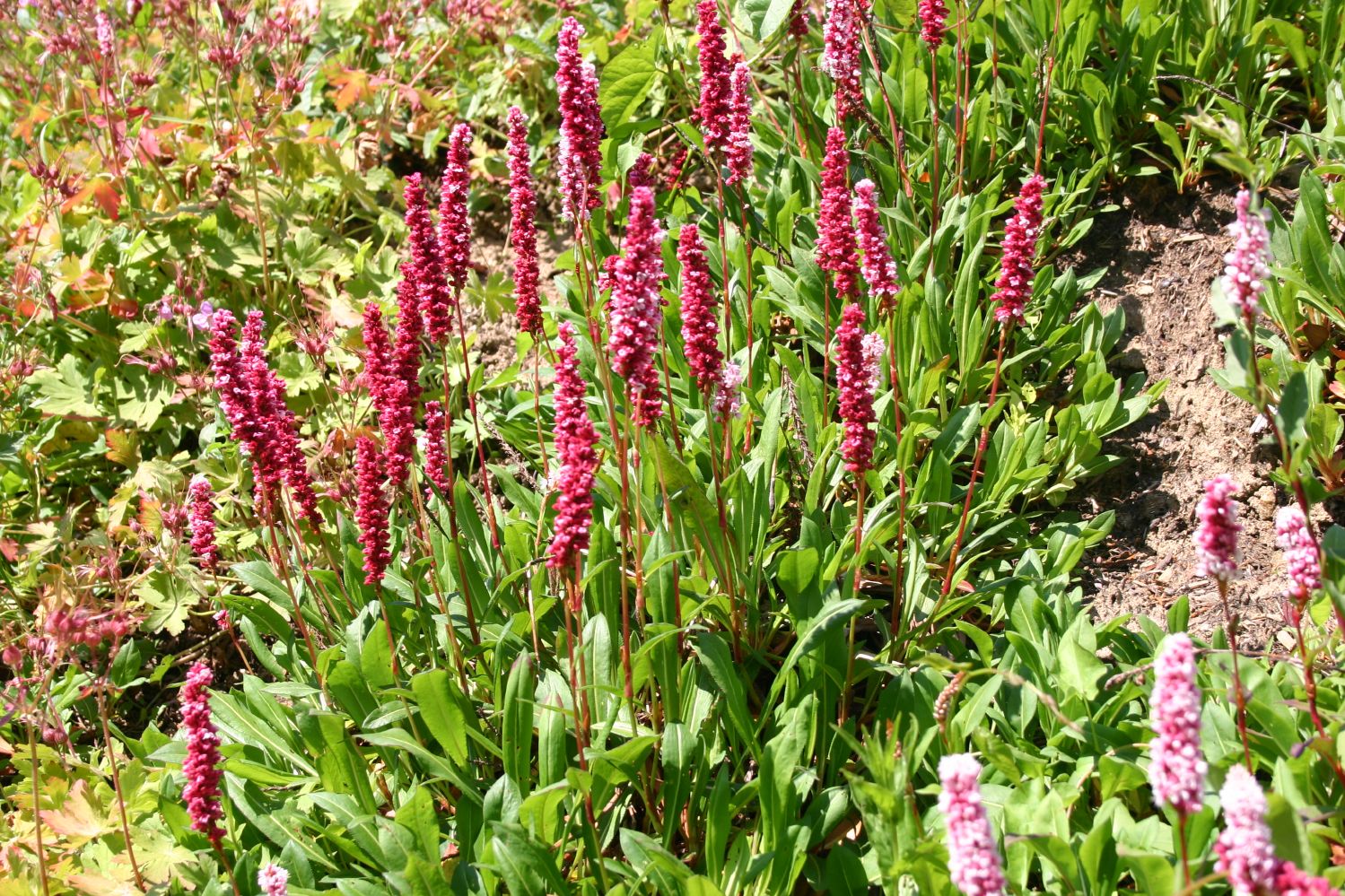 Bistorta affinis 'Superbum' Schnecken-Knöterich