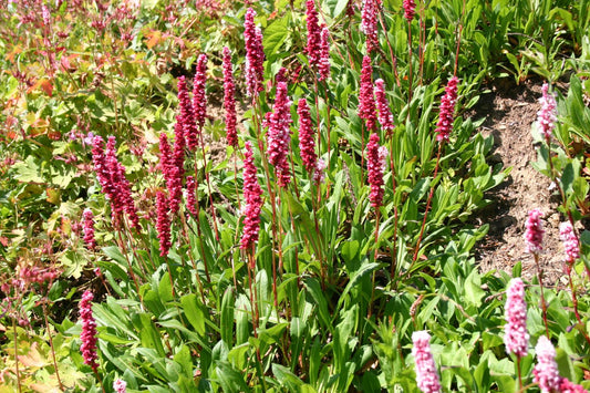 Bistorta affinis 'Superbum' Schnecken-Knöterich