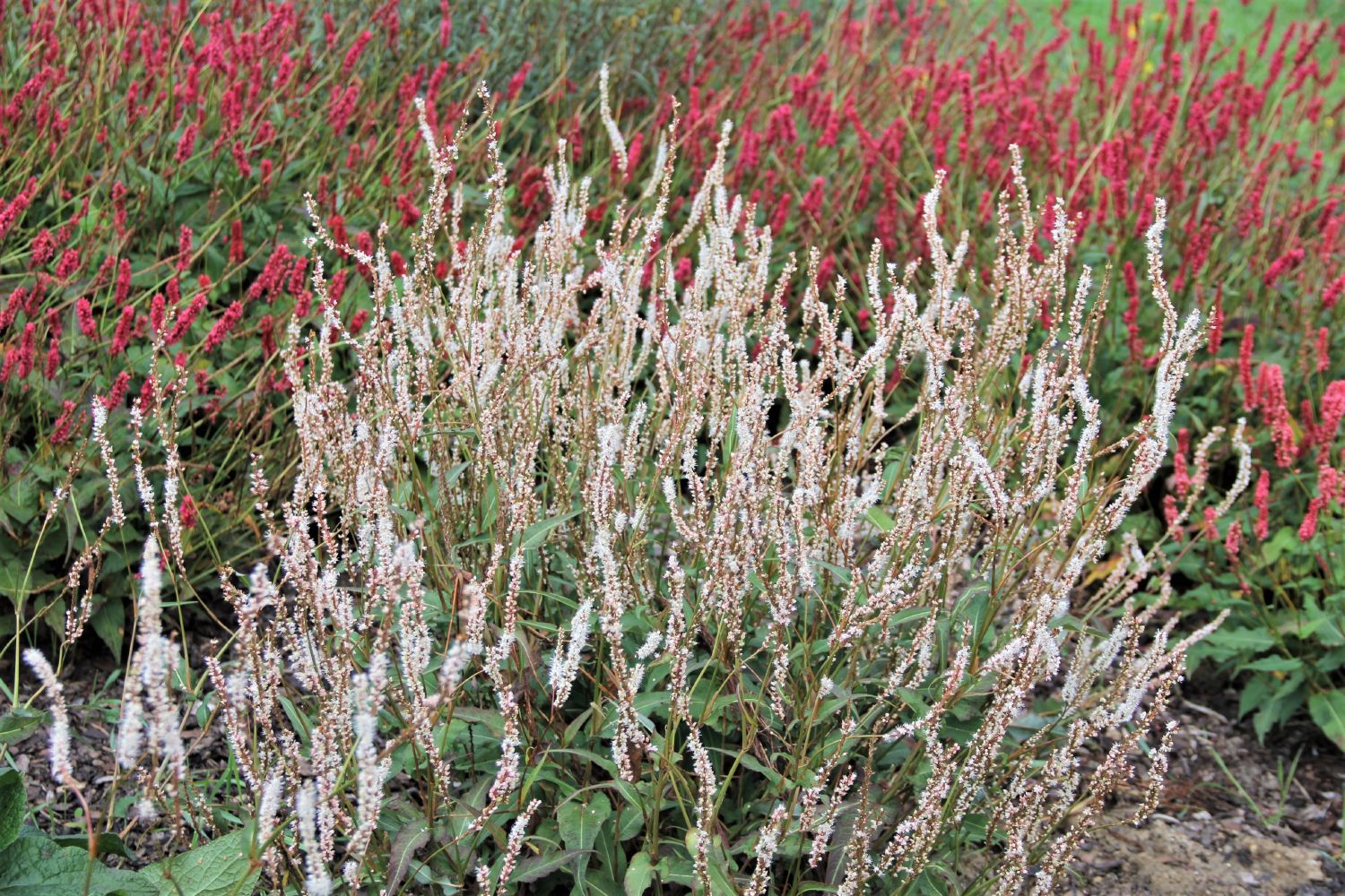 Bistorta amplexicaulis 'Album' Kerzenknöterich
