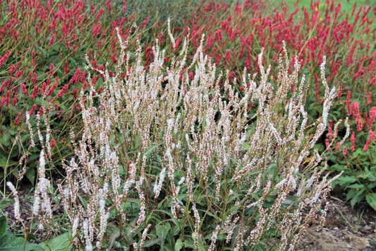 Bistorta amplexicaulis 'Album' Kerzenknöterich
