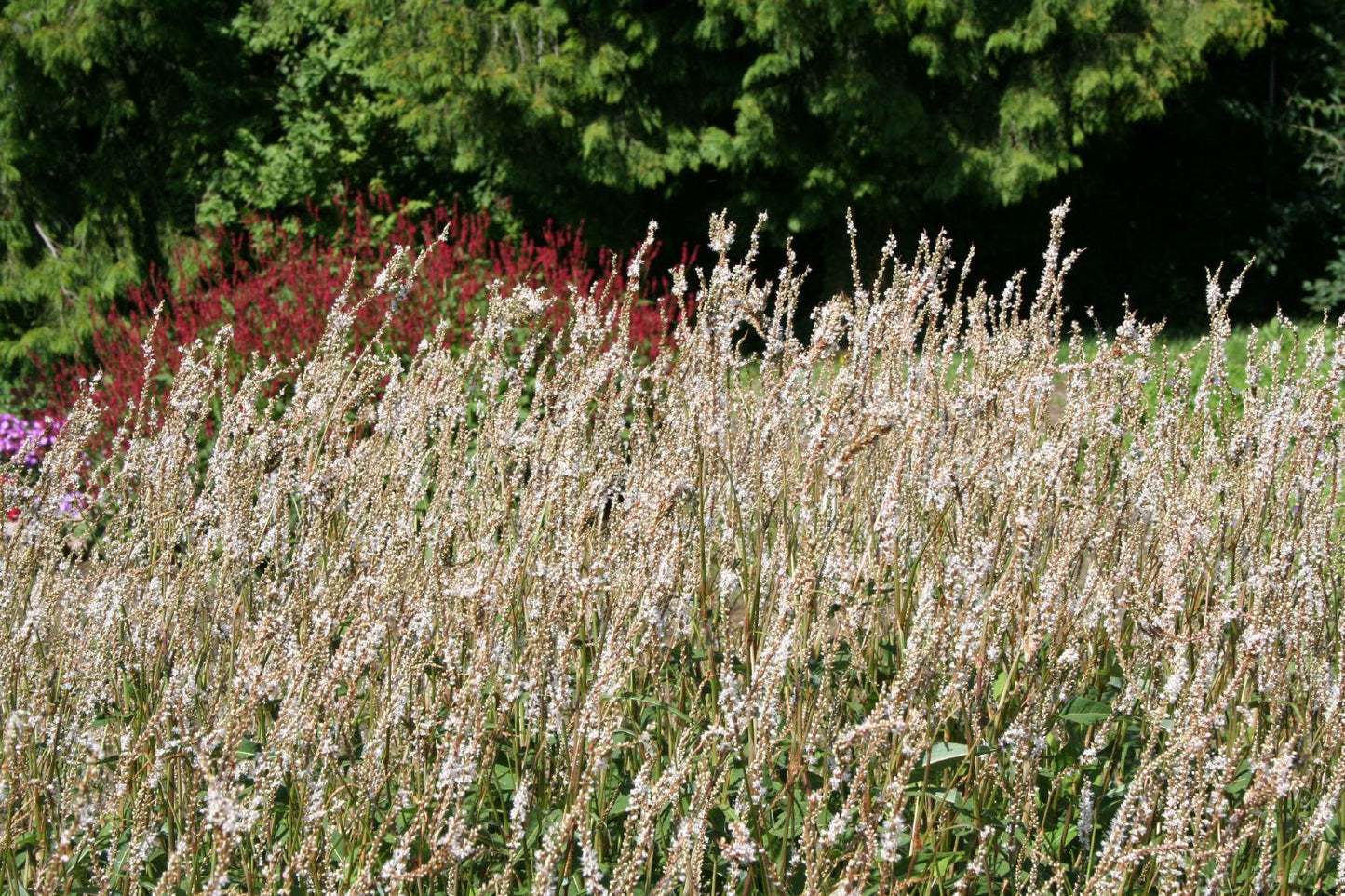 Bistorta amplexicaulis 'Album' (Kerzenknöterich)