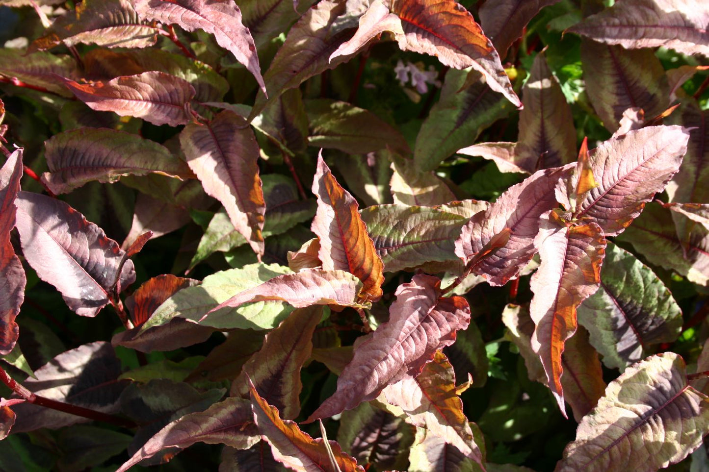 Persicaria microcephala 'Red Dragon' Knöterich