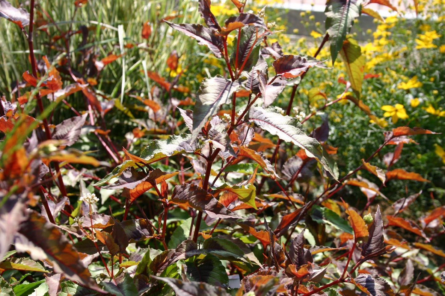 Persicaria microcephala 'Red Dragon' (Knöterich)