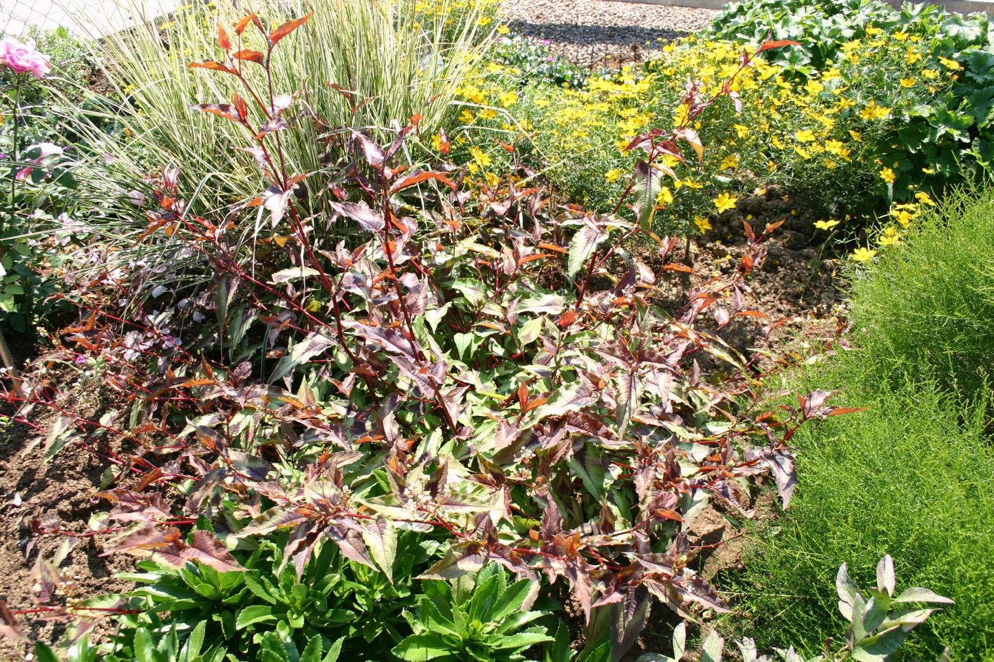 Persicaria microcephala 'Red Dragon' (Knöterich)
