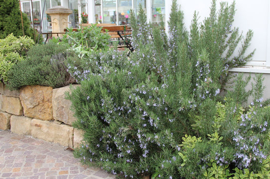 Rosmarinus officinalis 'Arp' Rosmarin