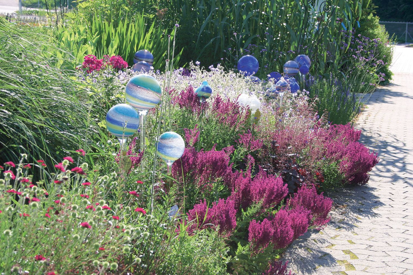 Salvia nemorosa 'Schwellenburg' (Garten-Blüten-Salbei)