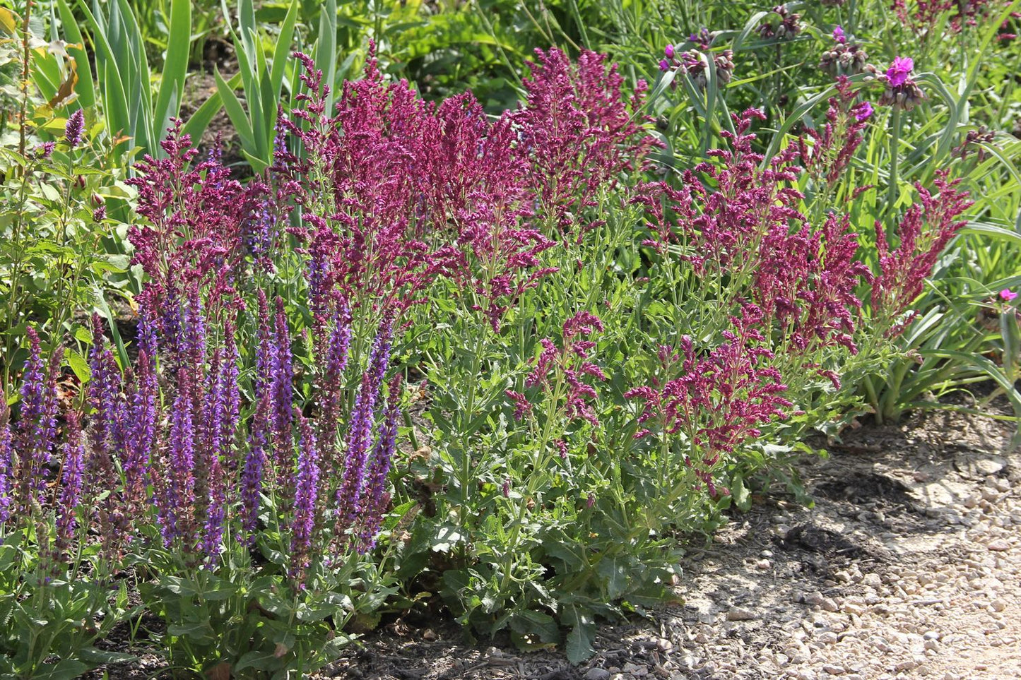 Salvia nemorosa 'Schwellenburg' (Garten-Blüten-Salbei)