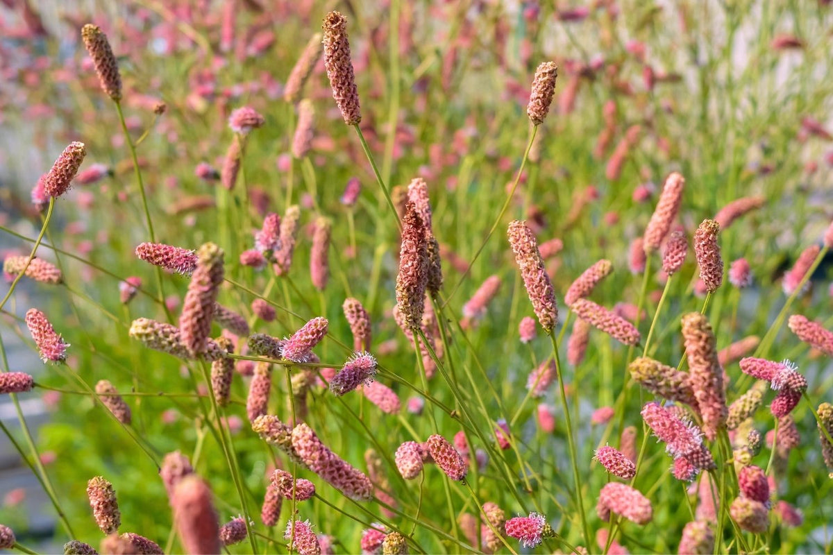 Sanguisorba officinalis 'Pink Tanna' Wiesenknopf