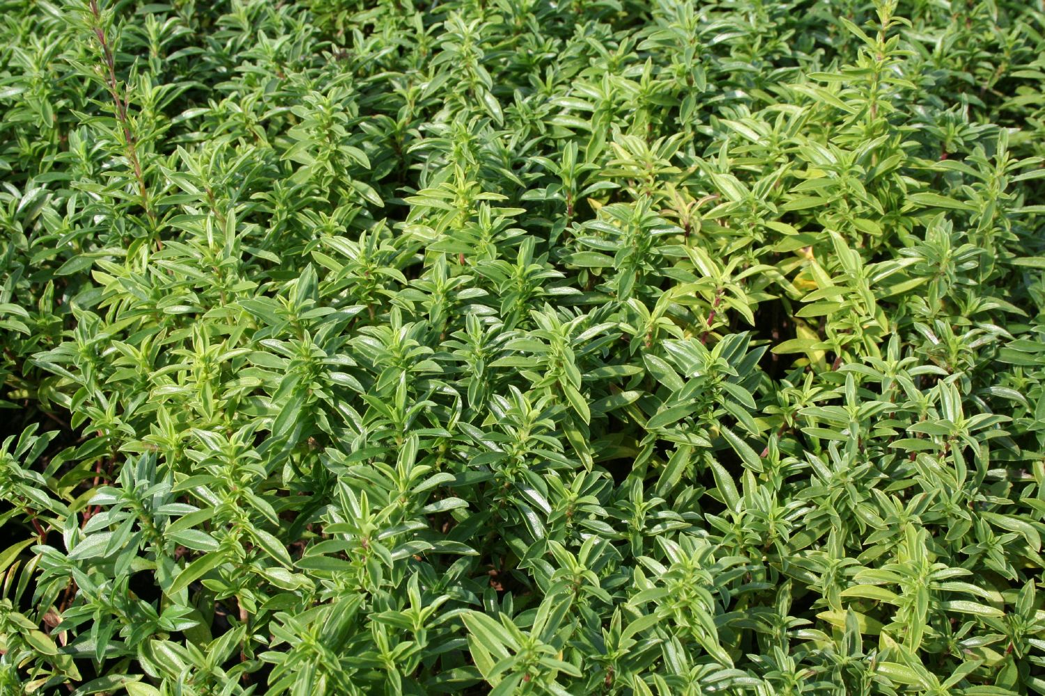 Satureja montana Bergbohnenkraut