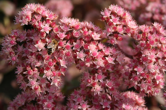 Sedum 'Matrona' Fetthenne