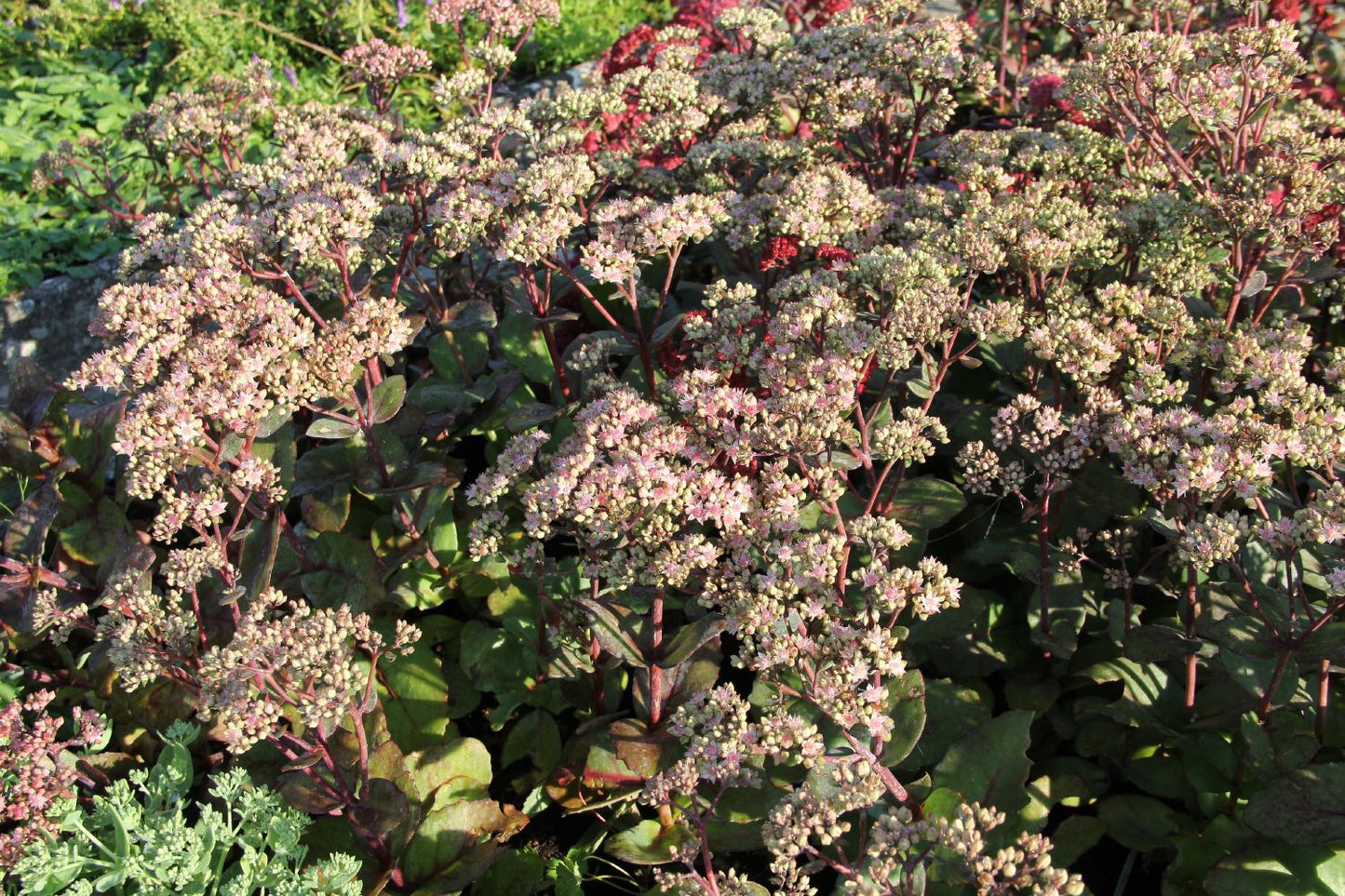 Sedum 'Matrona' (Fetthenne)