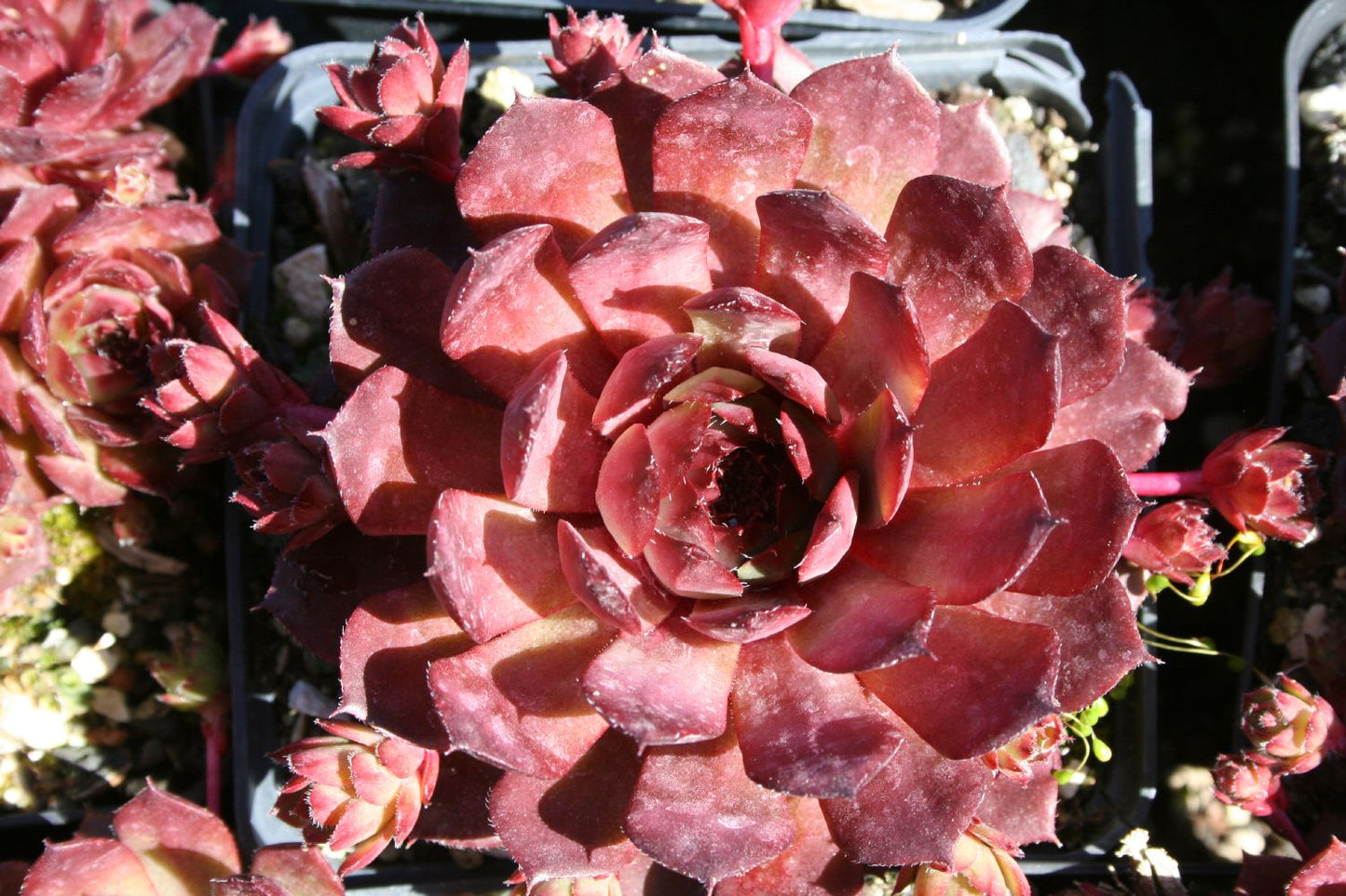 Sempervivum 'Bedivere' Hauswurz