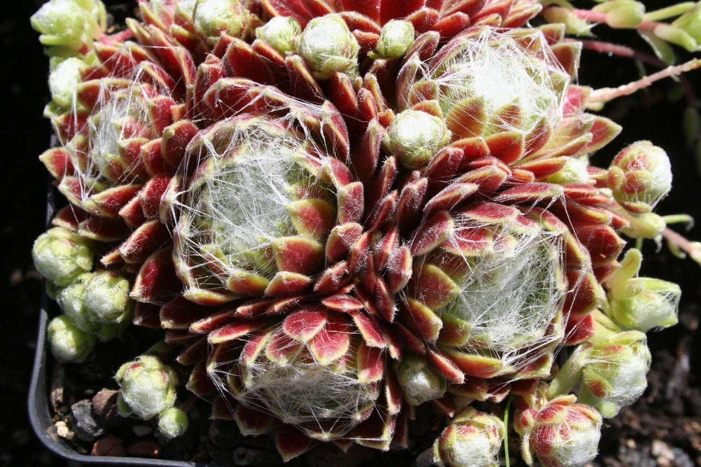 Sempervivum 'Kramers Spinnrad' Hauswurz