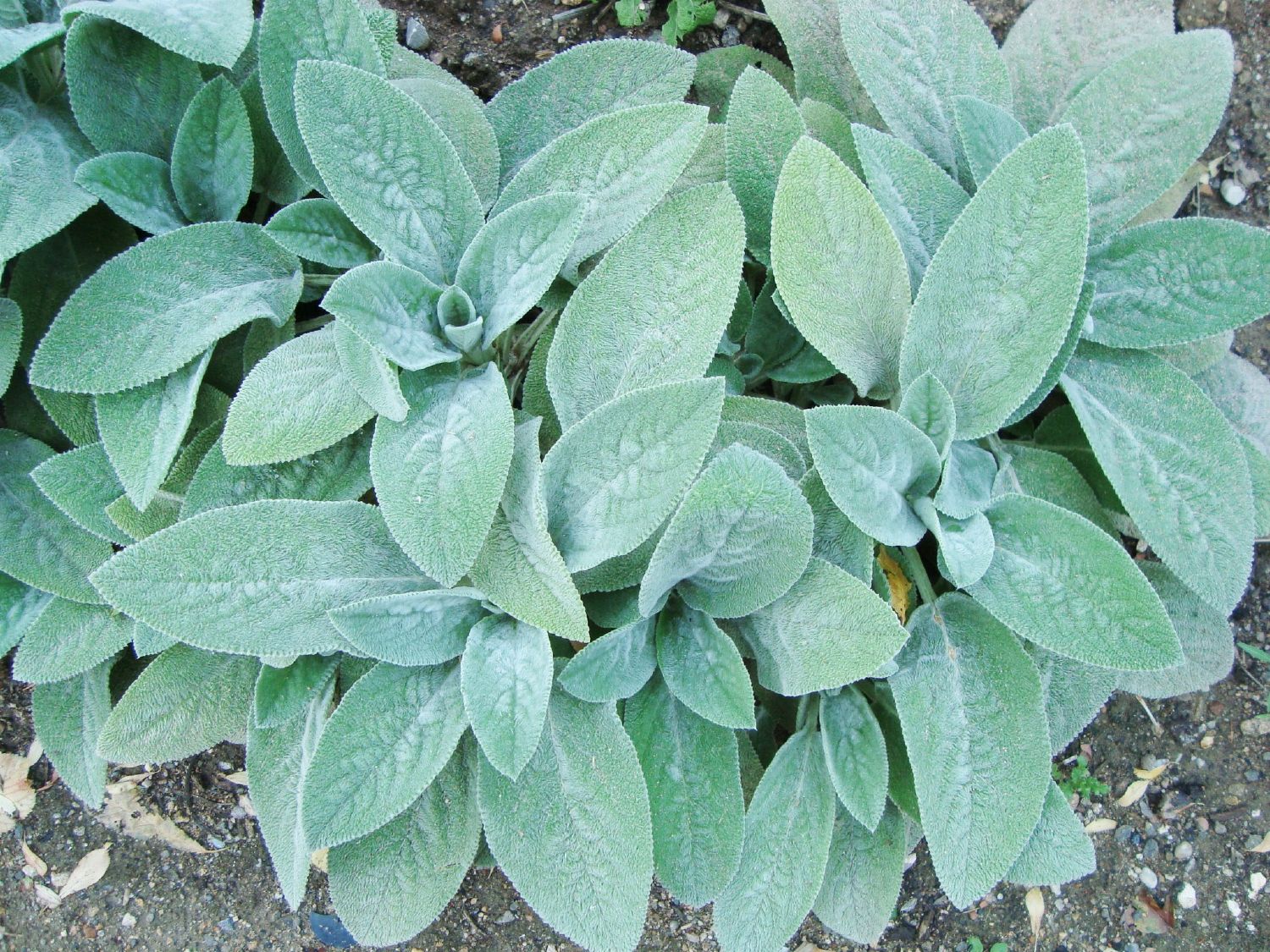 Stachys byzantina 'Helene von Stein' Wollziest