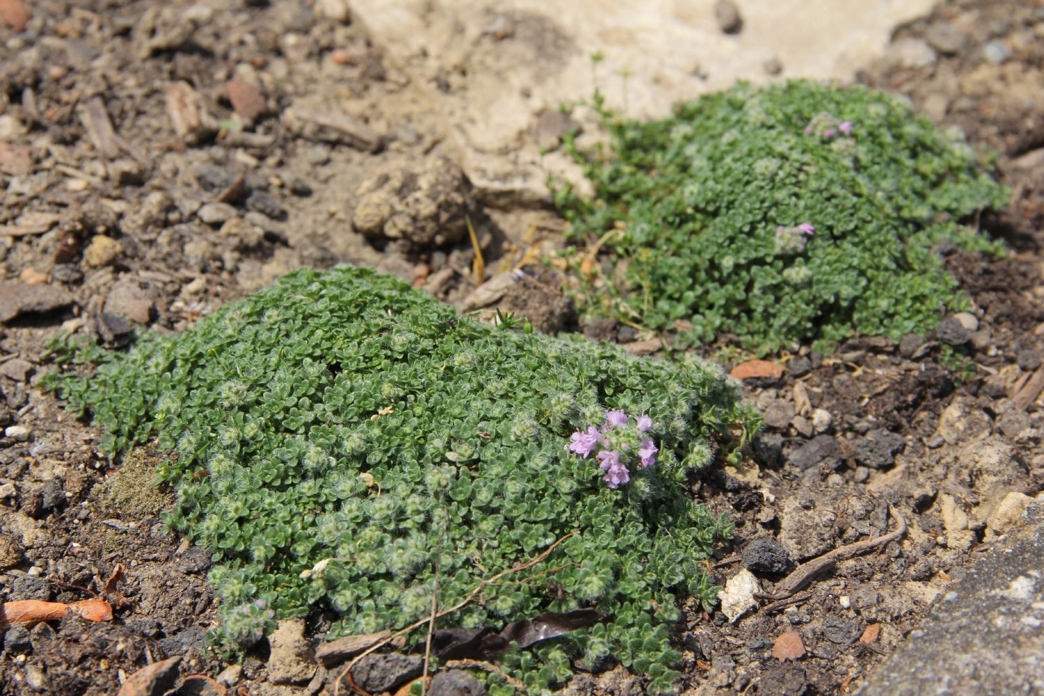Thymus praecox 'Minor' Thymian