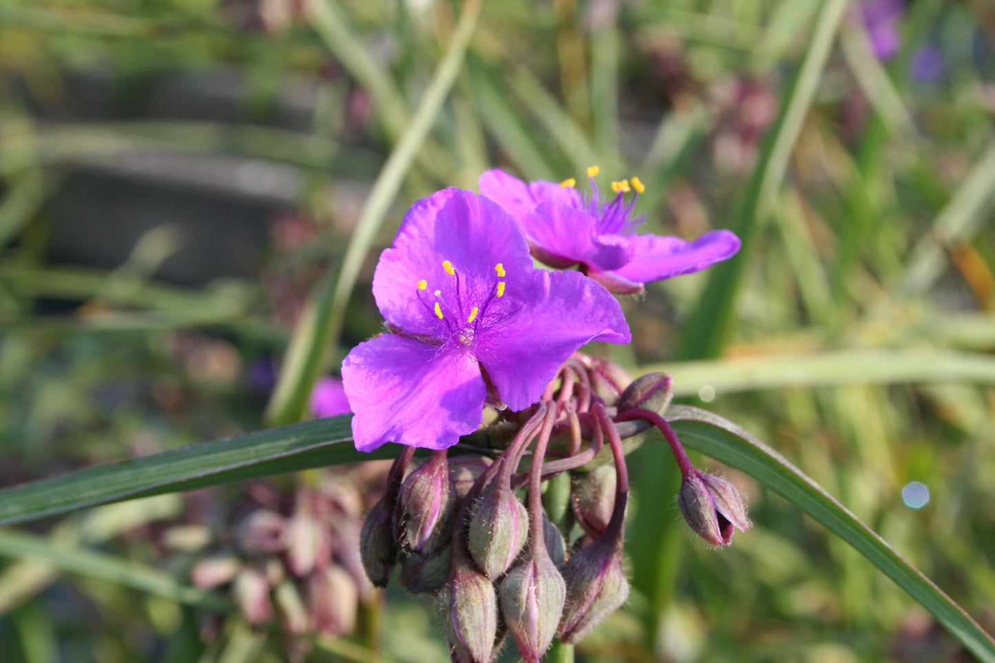 Tradescantia ohiensis 'Concorde Grape' (Dreimasterblume)