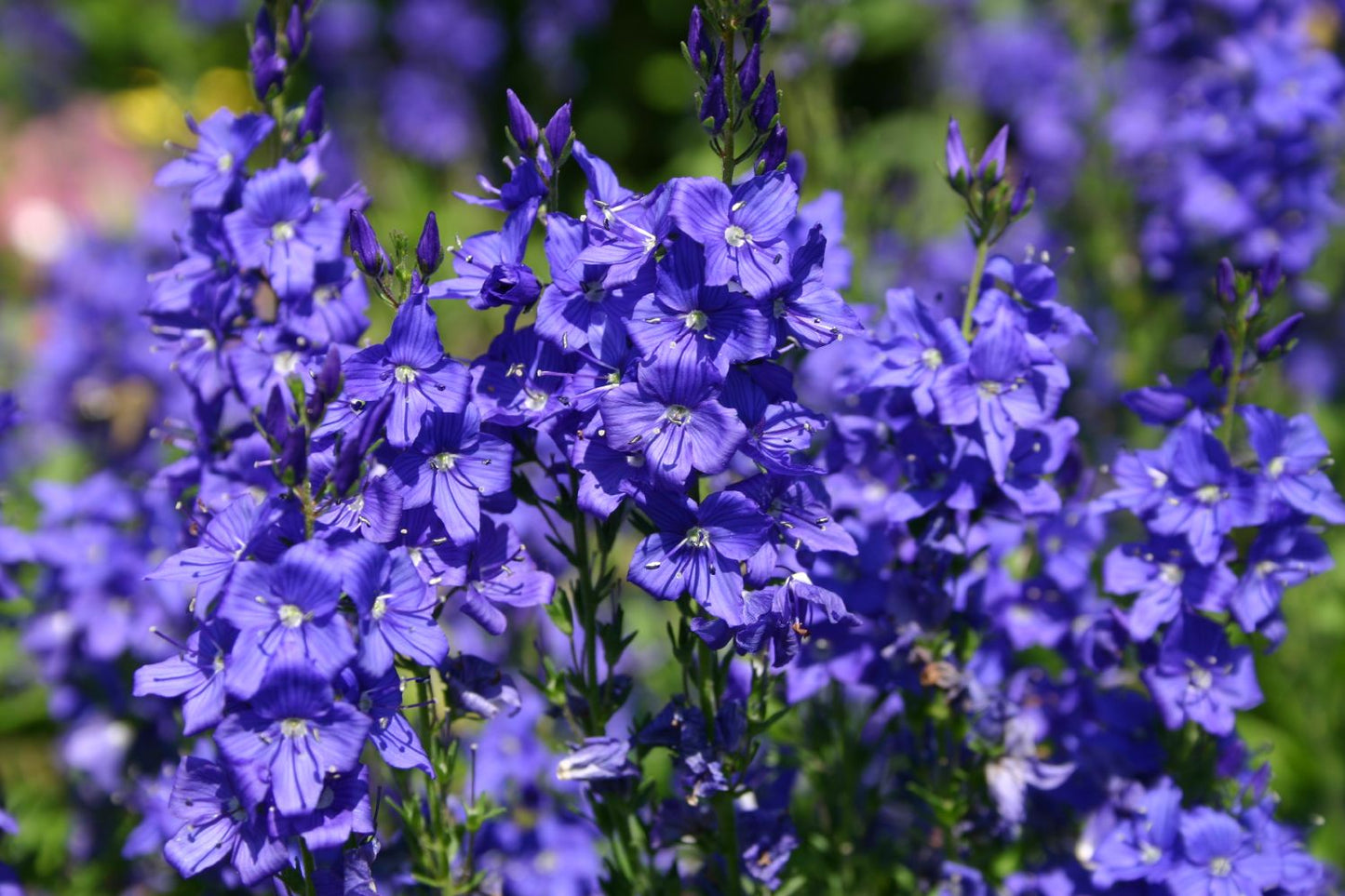Veronica austriaca ssp. teucrium 'Knallblau' Ehrenpreis