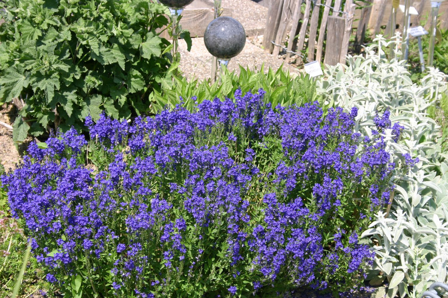 Veronica austriaca ssp. teucrium 'Knallblau' (Ehrenpreis)