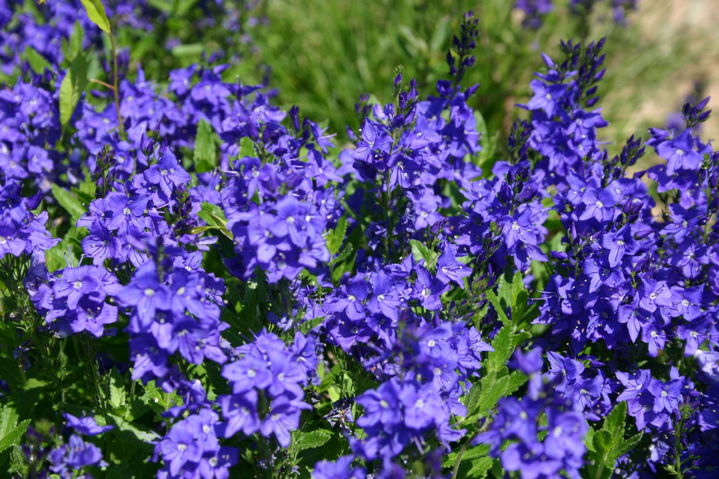 Veronica austriaca ssp. teucrium 'Knallblau' (Ehrenpreis)