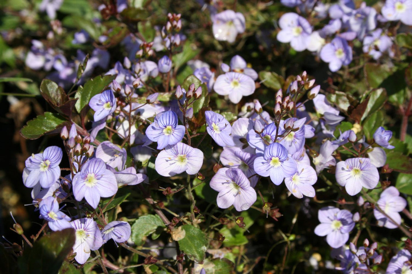 Veronica petraea 'Mme Mercier' (Ehrenpreis)