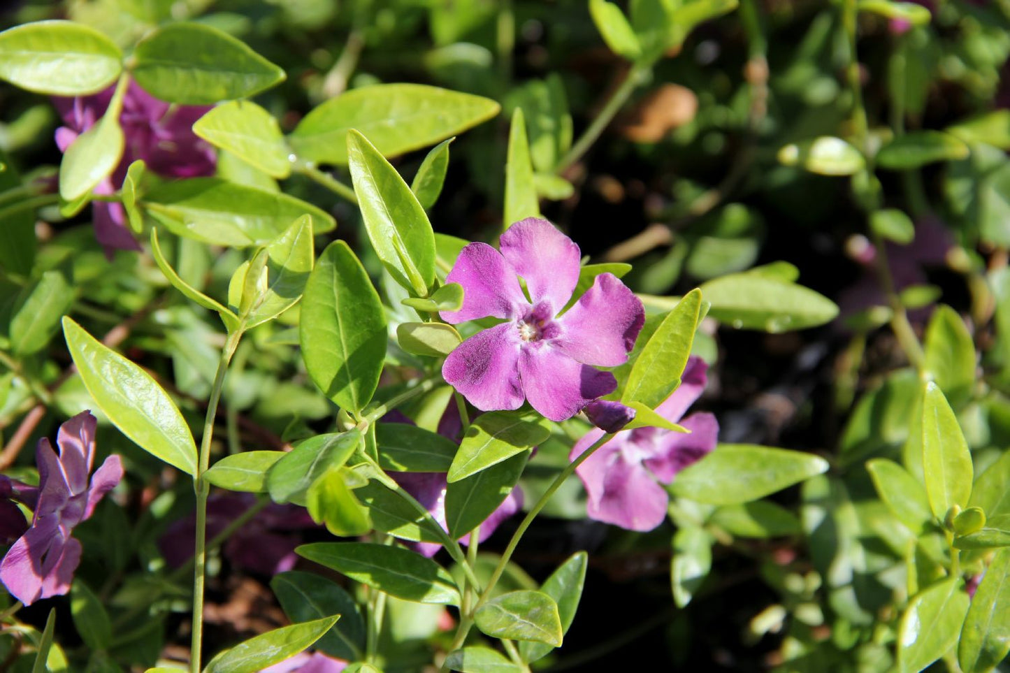 Vinca minor 'Rubra' Kleines Garten-Immergrün