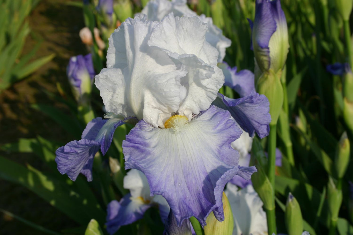 Iris Barbata-Elatior 'Alizes' Hohe Bartschwertlilie