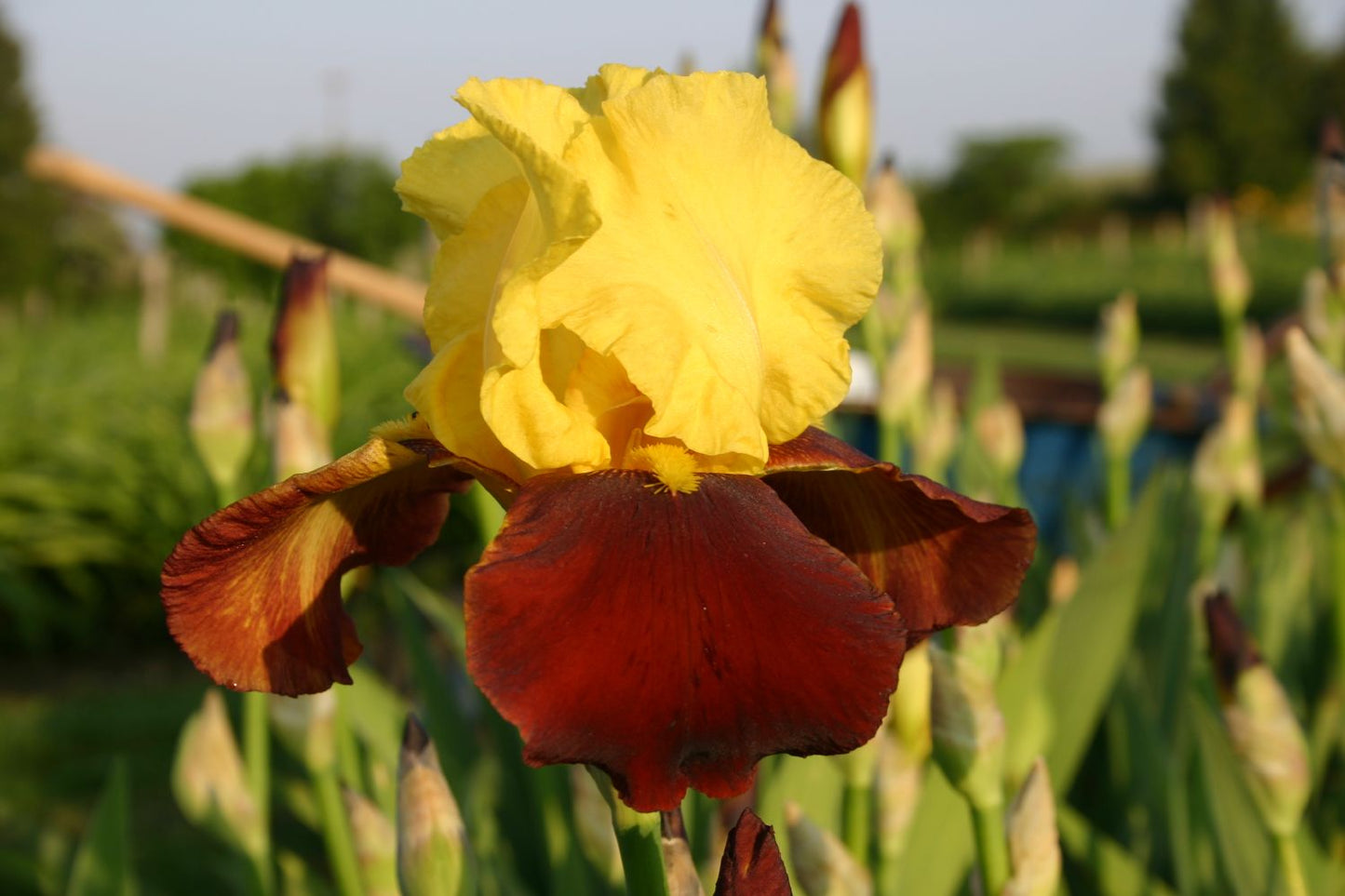 Iris Barbata-Elatior 'Andalou' Hohe Bartschwertlilie