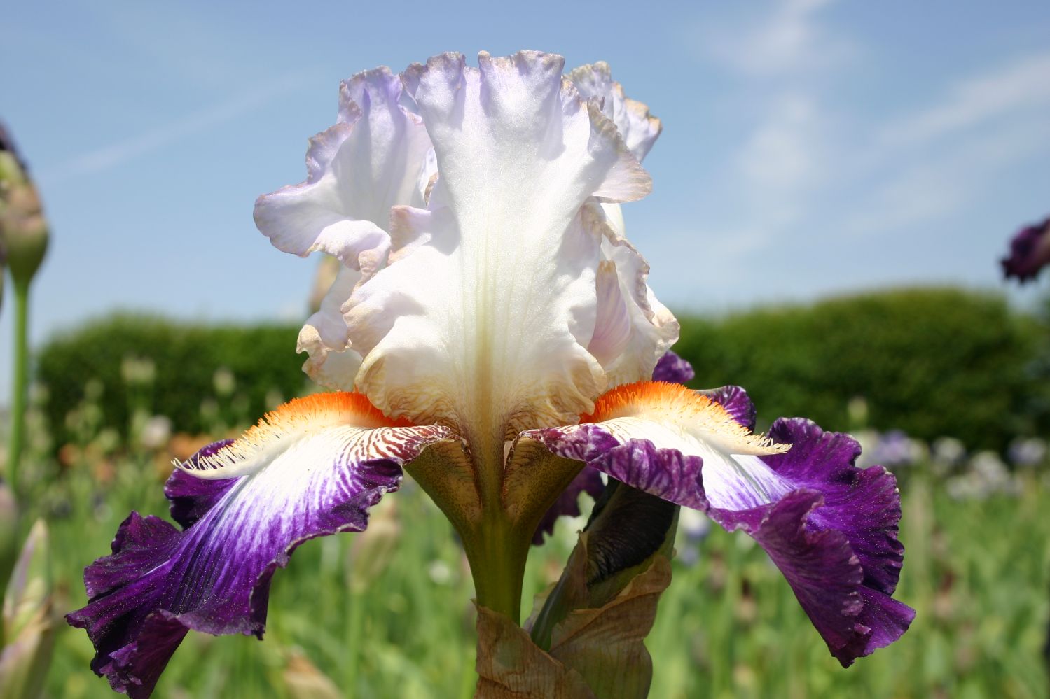 Iris Barbata-Elatior 'Aurélie' Hohe Bartschwertlilie