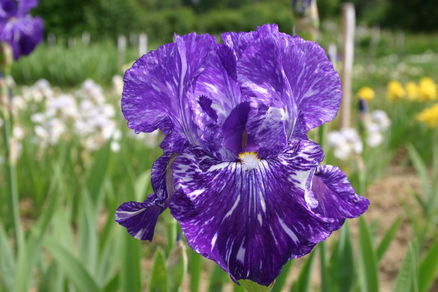Iris Barbata-Elatior 'Batik' Hohe Bartschwertlilie