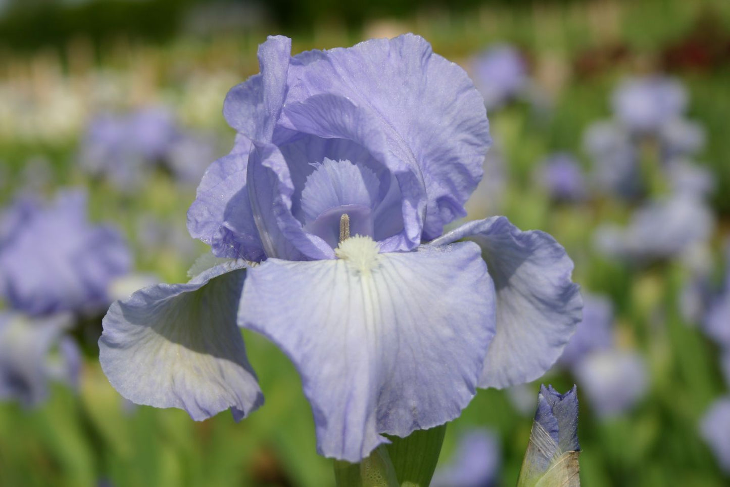 Iris Barbata-Media 'Bel Azur' Mittelhohe Bartschwertlilie