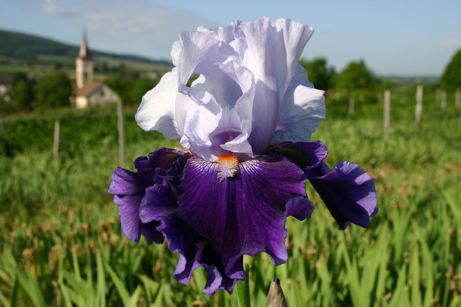 Iris Barbata-Elatior 'Belle de Nuit' Hohe Bartschwertlilie