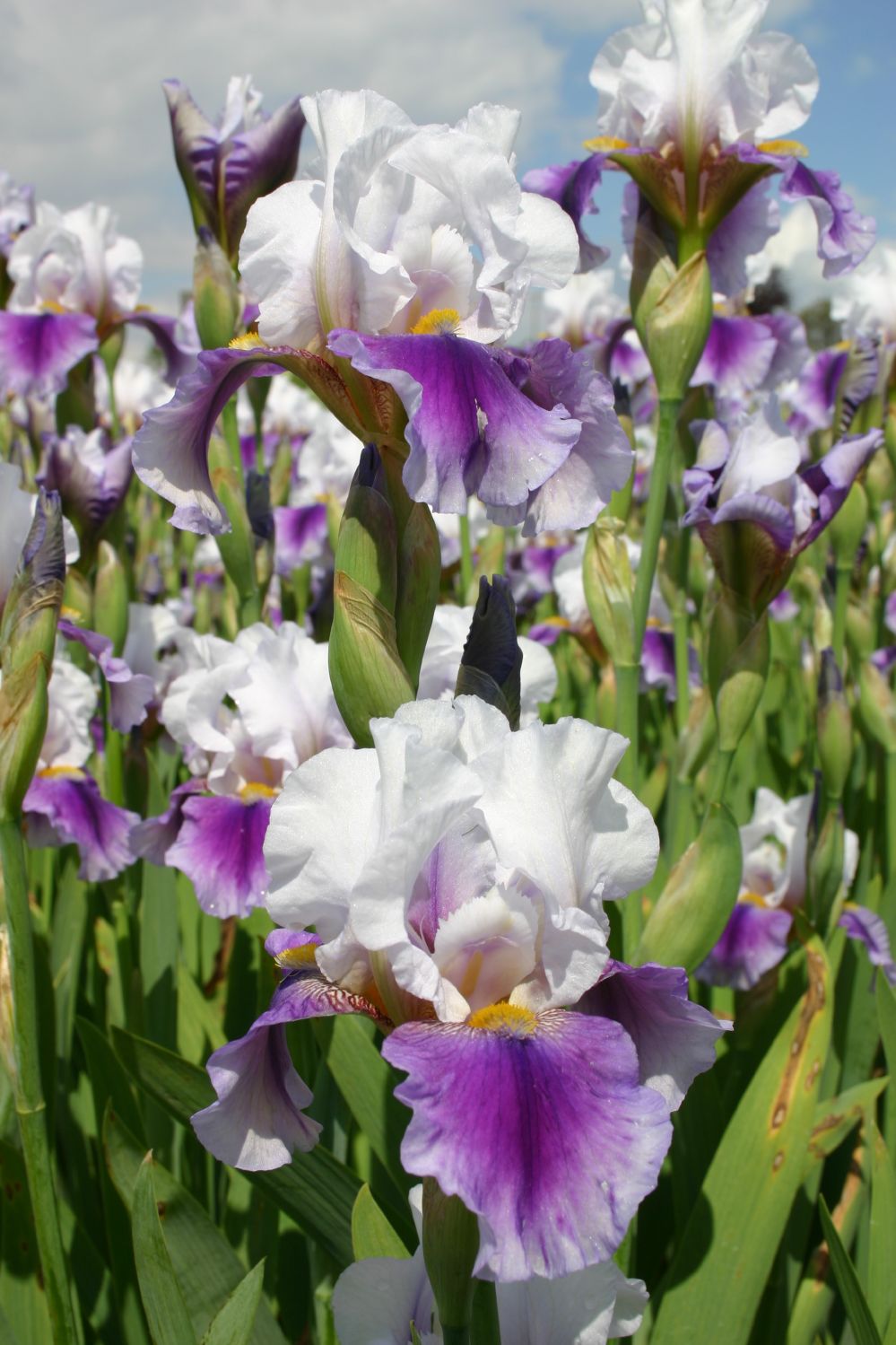 Iris Barbata-Elatior 'Bouquet Magic' Hohe Bartschwertlilie