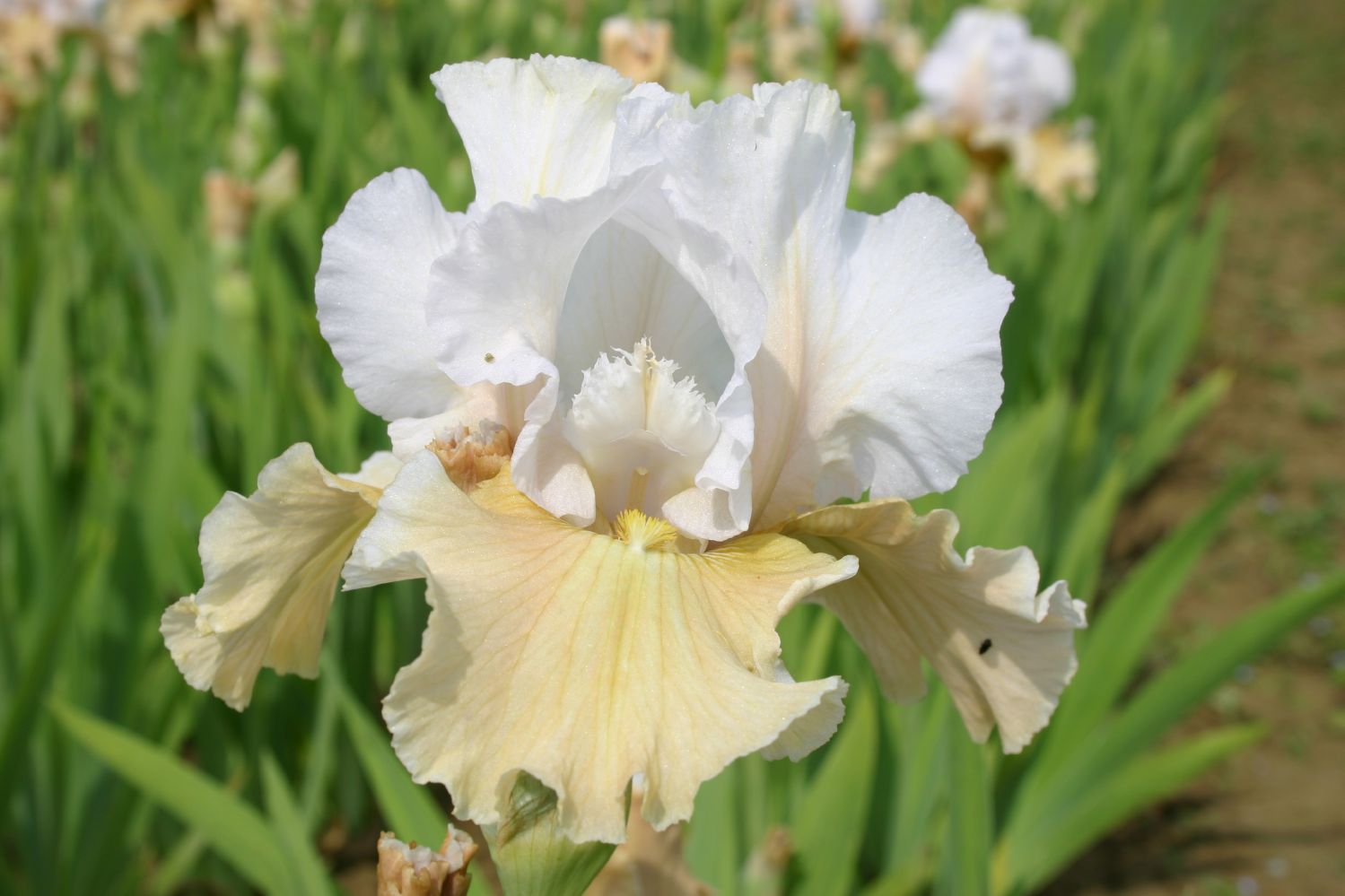 Iris Barbata-Elatior 'Champagne Elegance' Hohe Bartschwertlilie