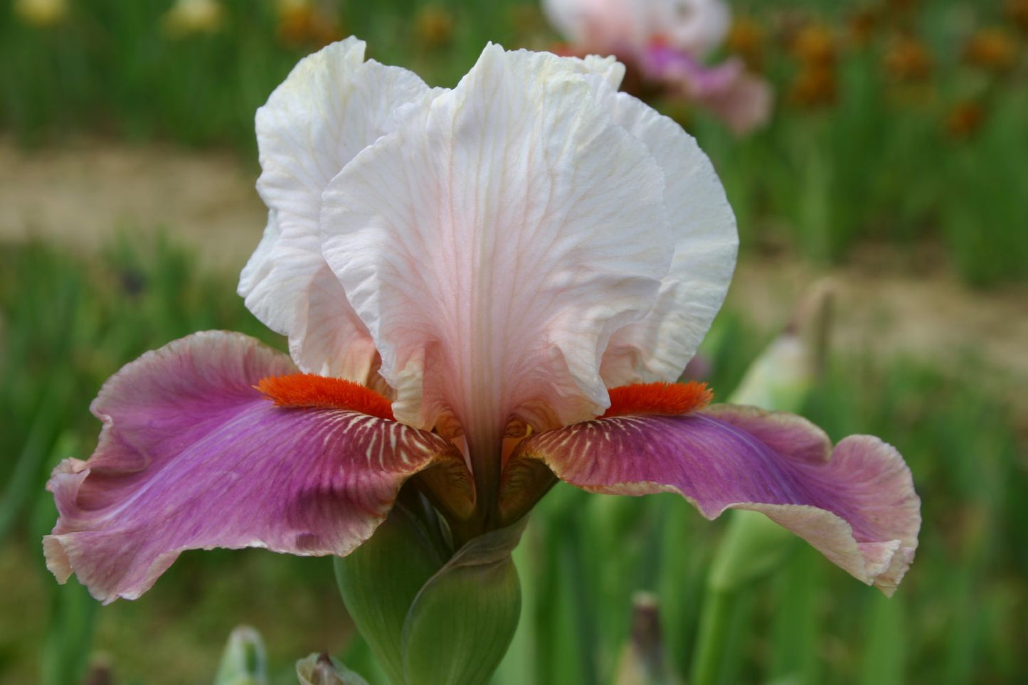 Iris Barbata-Elatior 'Chinese Treasure' Hohe Bartschwertlilie