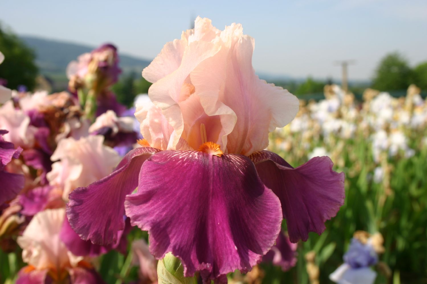 Iris Barbata-Elatior 'Color Splash' Hohe Bartschwertlilie
