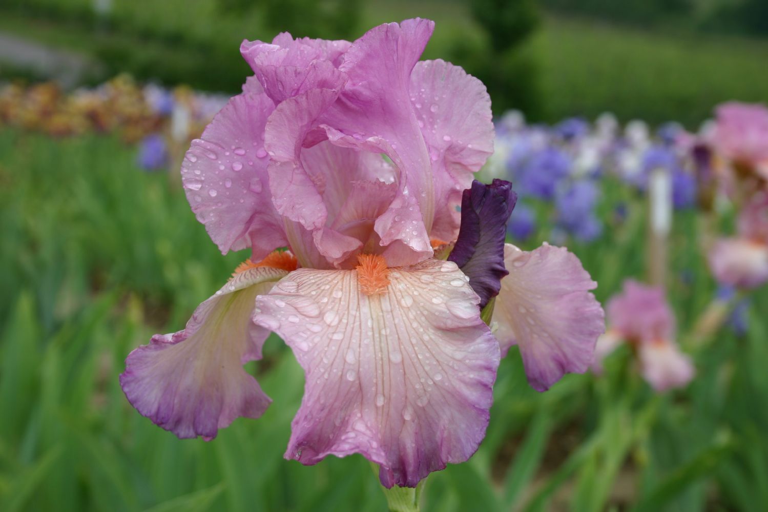 Iris Barbata-Elatior 'Enchanted World' Hohe Bartschwertlilie