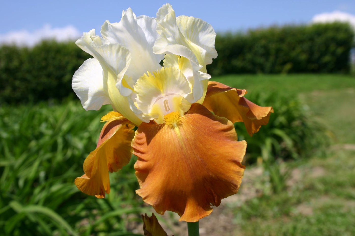 Iris Barbata-Elatior 'Fall Fiesta' Hohe Bartschwertlilie