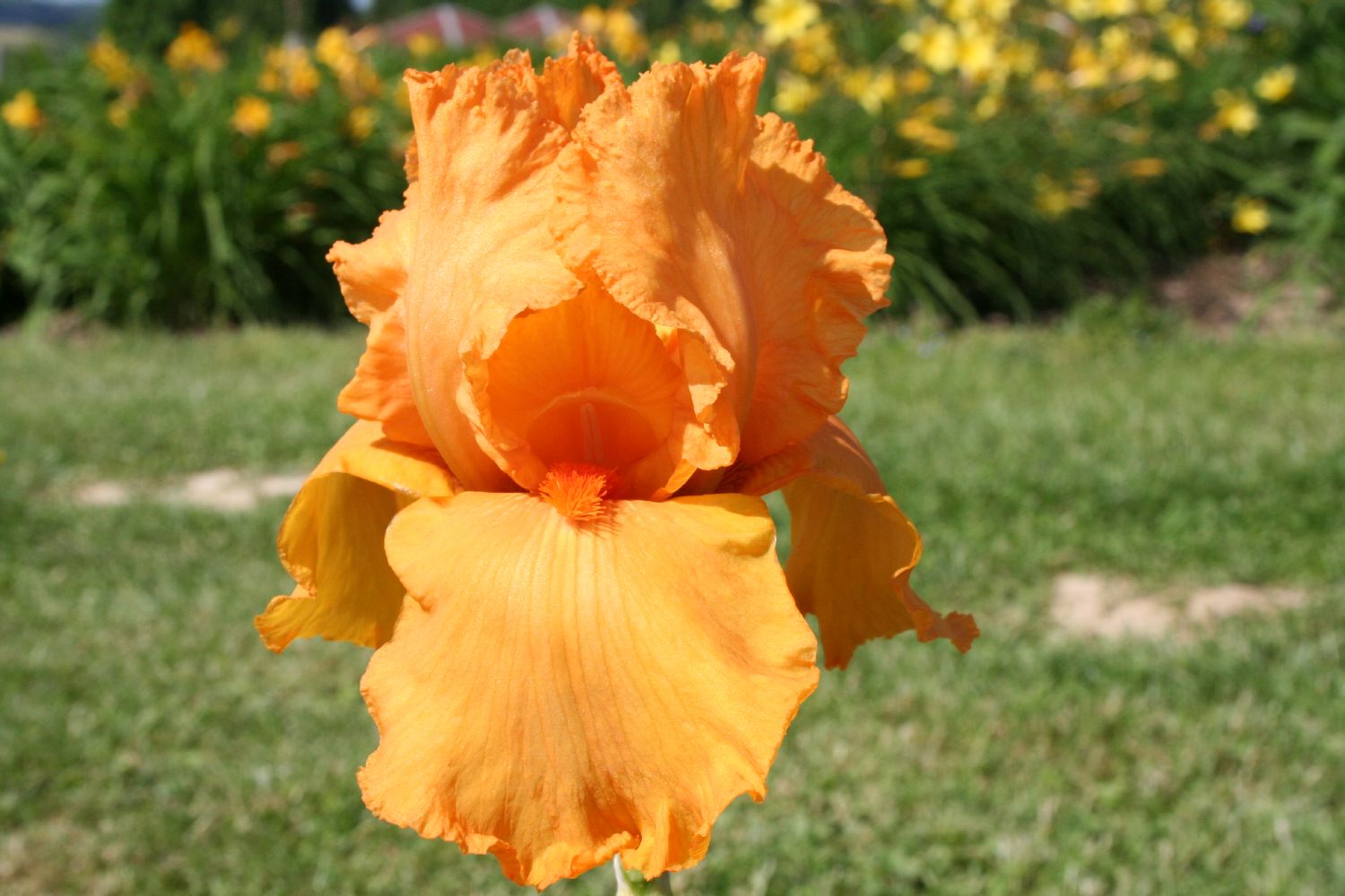 Iris Barbata-Elatior 'Feu du Ciel' Hohe Bartschwertlilie