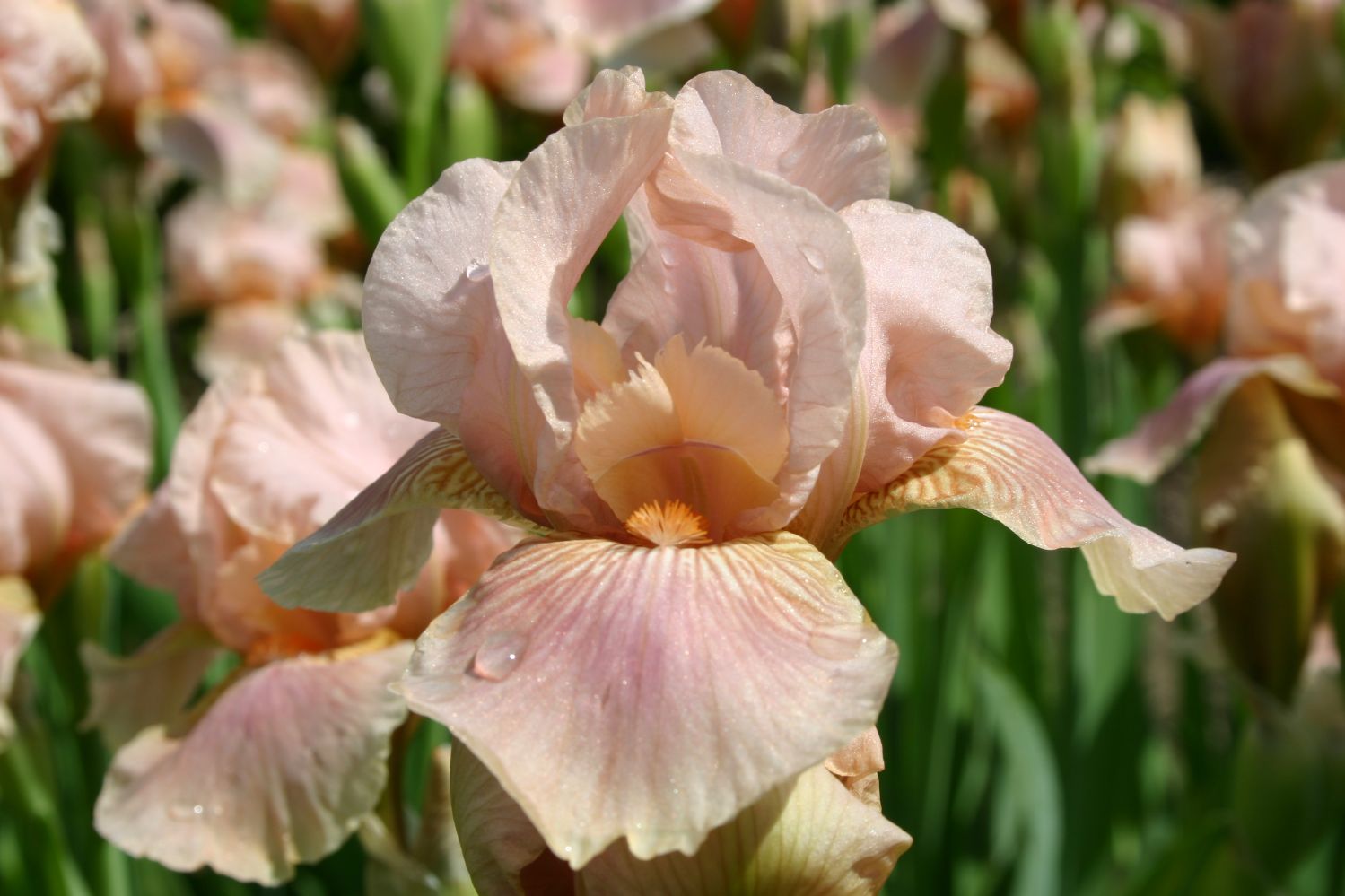 Iris Barbata-Media 'Flourish' Mittelhohe Bartschwertlilie