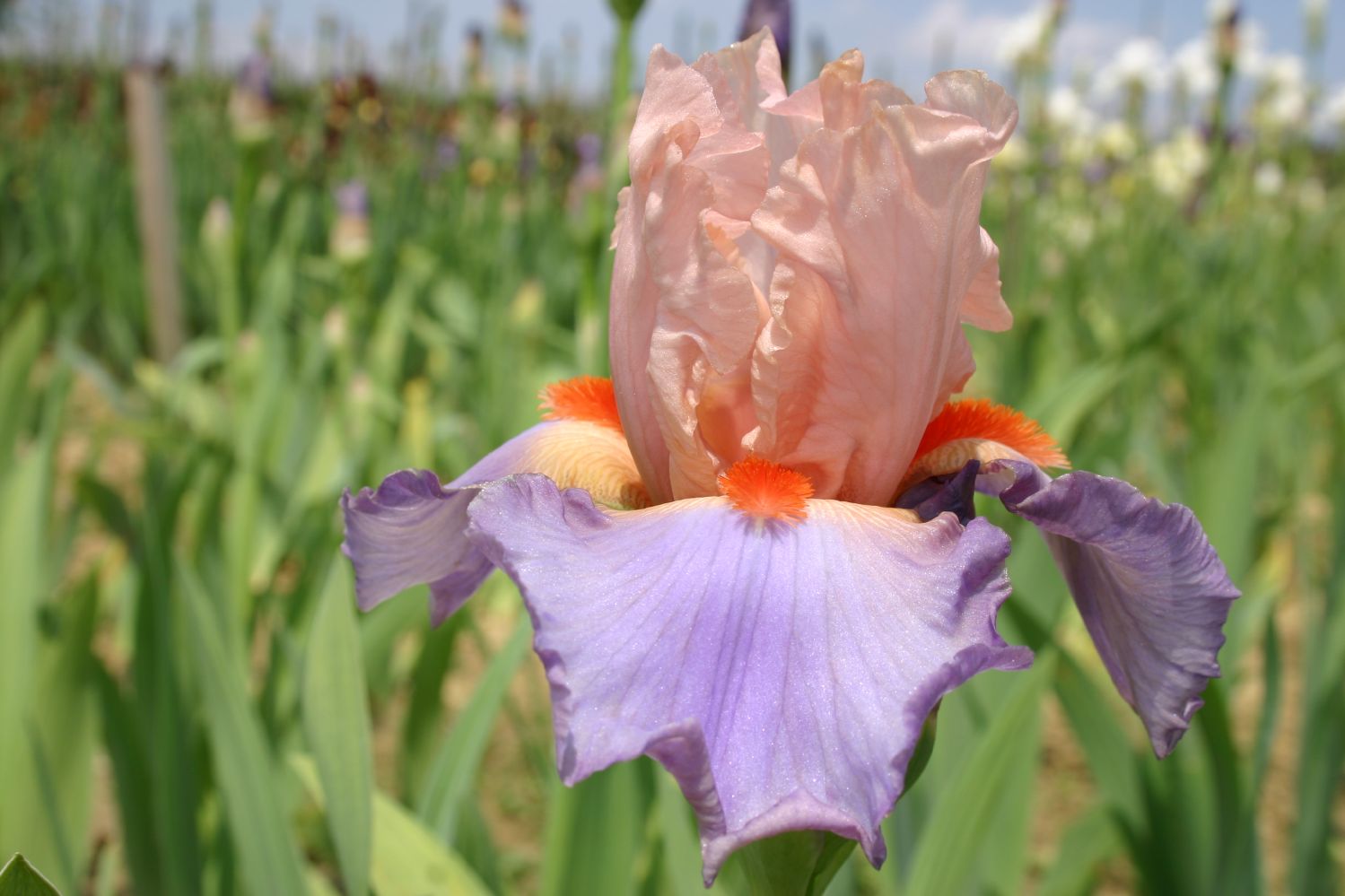 Iris Barbata-Elatior 'French Cancan' Hohe Bartschwertlilie
