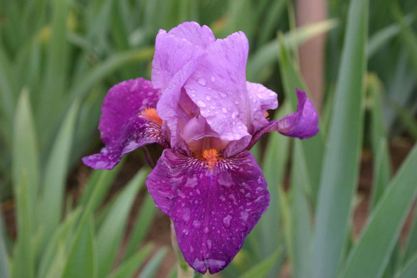 Iris Barbata-Elatior 'Frenchi' Hohe Bartschwertlilie